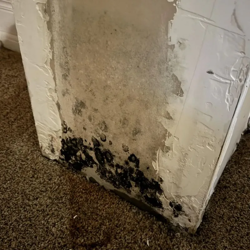 Professional Mold Removal in Healdton, OK